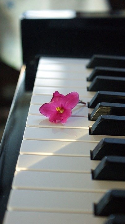 Flower on keyboard