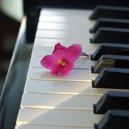Flower on keyboard.jpg